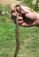 Survsnake03.jpg