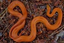 Daphne Sept 2012-1.jpg