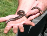 Survsnake02.jpg