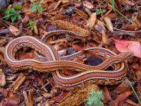 Gartersnake July 2011 003.jpg