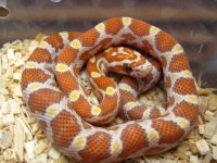 forum ultramel het goldust motley.jpg