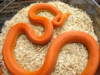 male striped orange amel display jpg.jpg