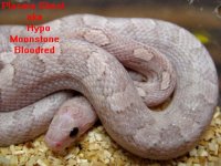 plasma ghost forum.jpg