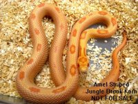 amel stripe jbc ad.jpg