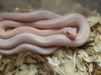 Hypo Avalanche Stripe1.jpeg