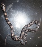 007mica14aztec.jpg