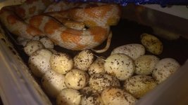 cormeggs 2 (Copy).jpg