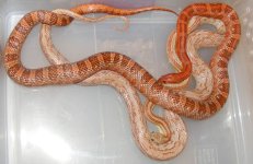 5-18-12-hookups 014cs.jpg