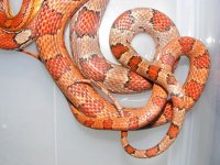 5-18-12-hookups 026cs.jpg
