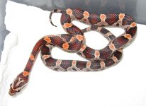 hatchlings0811.jpg