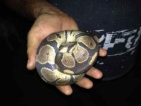 BallPython!!!!.JPG