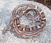Desdemona Oct '06 - 5.JPG