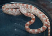 PephetStripemale.jpg