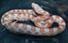 PephetStripefemale.jpg