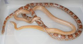 5-18-12-hookups 002cs.jpg