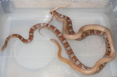 5-18-12-hookups 010cs.jpg