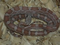 Hazel4-11.jpg