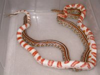 Candycane ph Motley X Miami Tessera (EK164).jpg