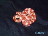 baby snakes 006.JPG