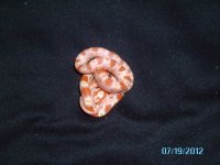 baby snakes 012.JPG