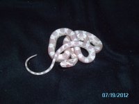 baby snakes 015.JPG