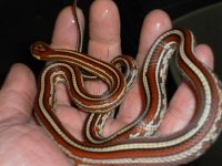 Tessera4-111.jpg