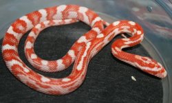 MaleBandedCandyMot150.jpg