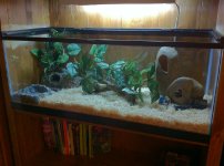 cornsnaketank1.jpg