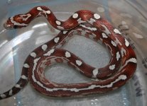 Female2update100b.jpg