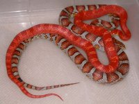 Amel Bloodred X Miami poss het Motley (BB47).jpg