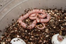 butter opal motley 1 (600 x 400).jpg