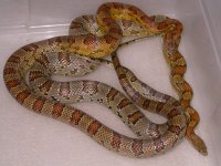 Alabamas (EA151).jpg