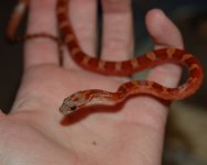 Blood Head_edited-1.jpg