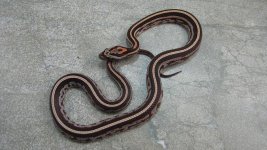 Tess het Pied Stripe BR.JPG