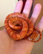 TScute.jpg