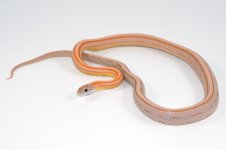 SR-GhostStripe-4-27-2014.jpg