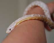 CozmoYellow.jpg