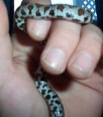 Nov 2013 found corn snake 005.jpg