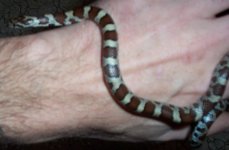 Nov 2013 found corn snake 006-1.jpg