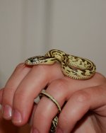 Zaf holding.jpg