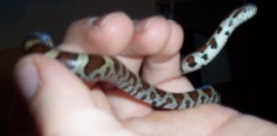Nov 2013 found corn snake 010-1.jpg