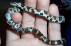 Nov 2013 found corn snake 011-1.jpg