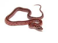 May 18, 2013 005-W.JPG