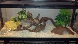Rufus's viv.jpg