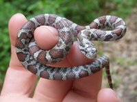 Eastern Milksnake.JPG