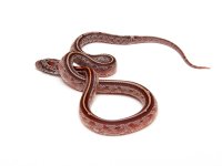 May 18, 2013 006-W.JPG