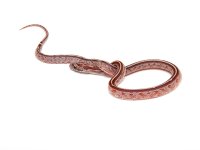 May 18, 2013 007-W.JPG