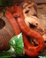 Bloodred_edited-1.jpg