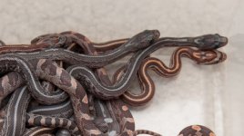 May 11, 2013 027crop tess vs bloodtess-W.jpg