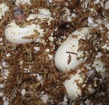 tx rat scaleless hatching 7-14-11.jpg